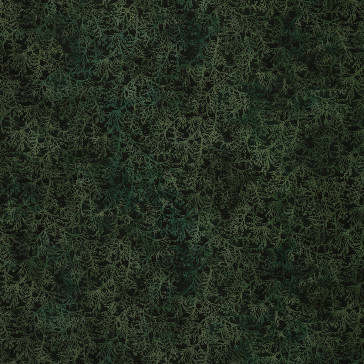 Altitude Fabric Collection - Cedar Sprigs: Dark green dense layered evergreen branches NCDP-29159-79