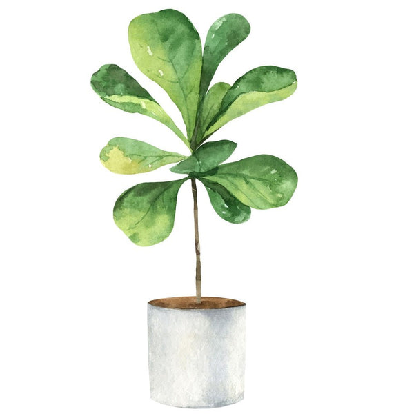 fiddle leaf fig fabric Indoor Green Plants Ficus Lyrata Fabric Panel 4.5 Inches by 4.5 Inches