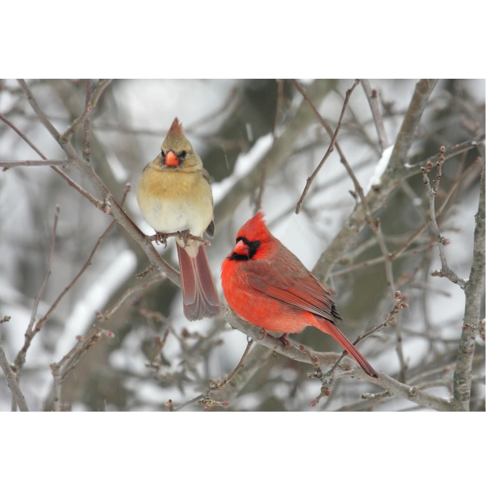 Realistic Pair of Northern Cardinals Fabric Panel